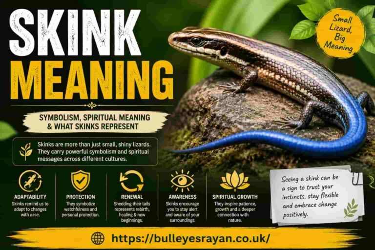 Skink Meaning